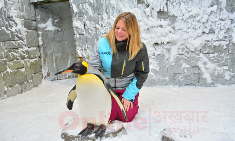 Penguin Petting Zoo - onlineakhbarwala