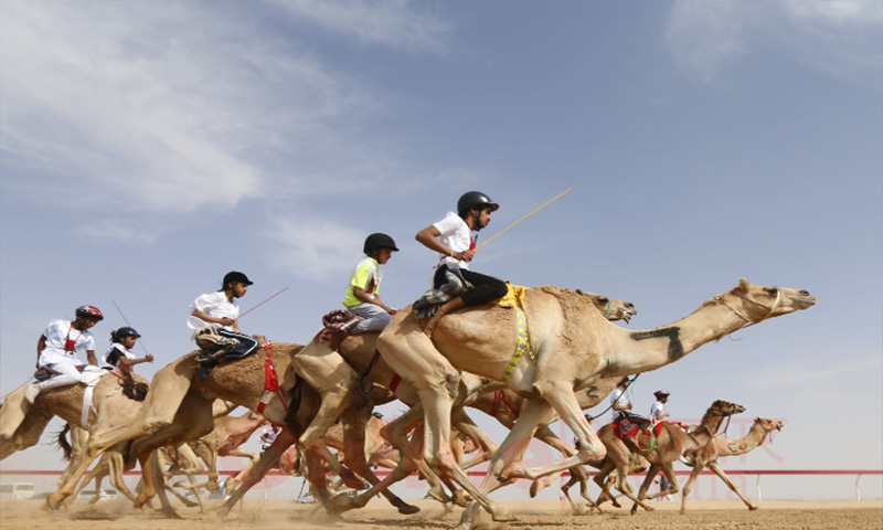 Robotic Camel Racers - onlineakhbarwala